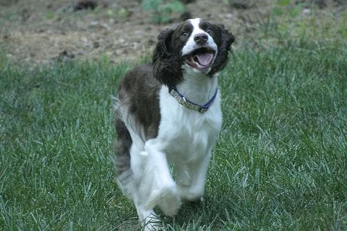 English Springer Spaniel personality and temperament