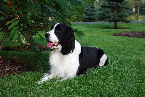 Well-trained English Springer Spaniel