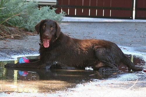 Flat-Coated Retriever