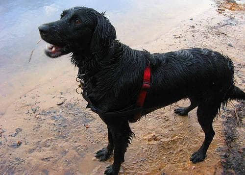Well-trained Flat-Coated Retriever