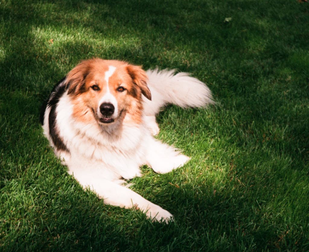 A beautiful Chinese Shar-Pei