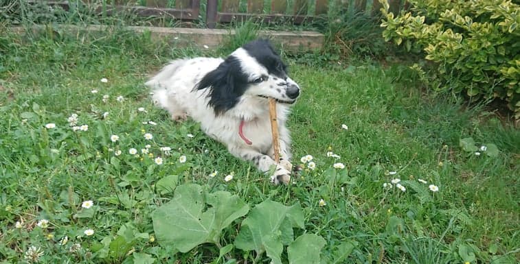 Happy, well-trained Dalmatian
