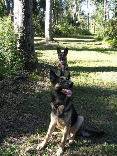 Well-trained German Shepherd
