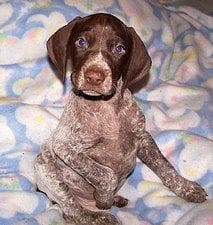 German Shorthaired Pointer