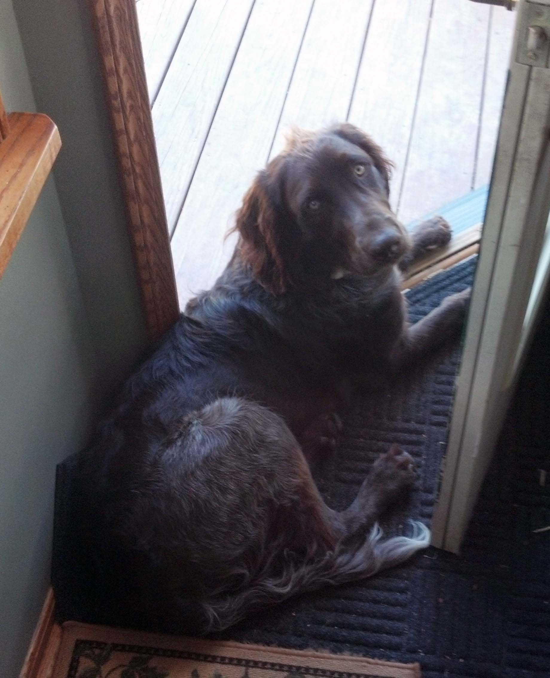 German Shorthaired Pointer personality and temperament