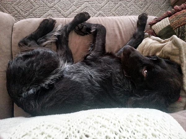 Well-trained German Shorthaired Pointer