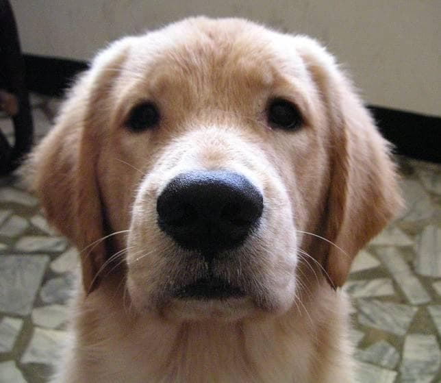 Golden Retriever