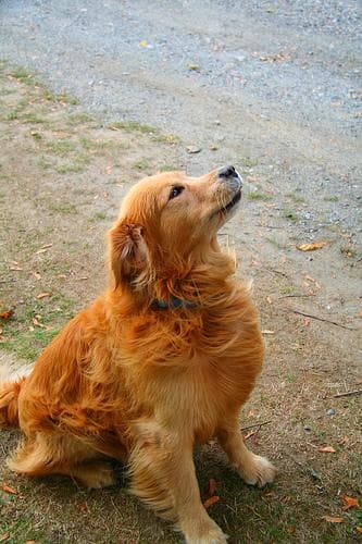 Golden Retriever personality and temperament