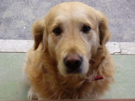 Well-trained Golden Retriever