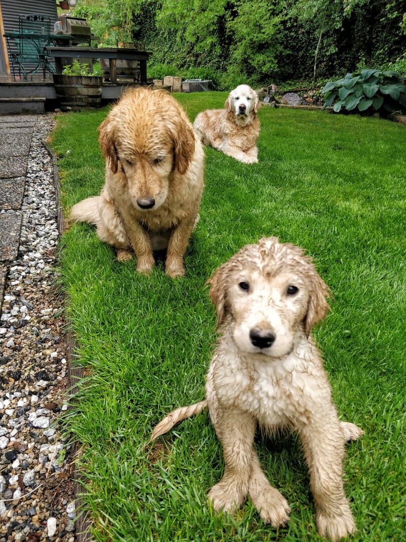 Goldendoodle