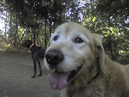 Goldendoodle personality and temperament