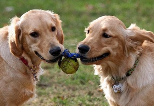 Well-trained Goldendoodle