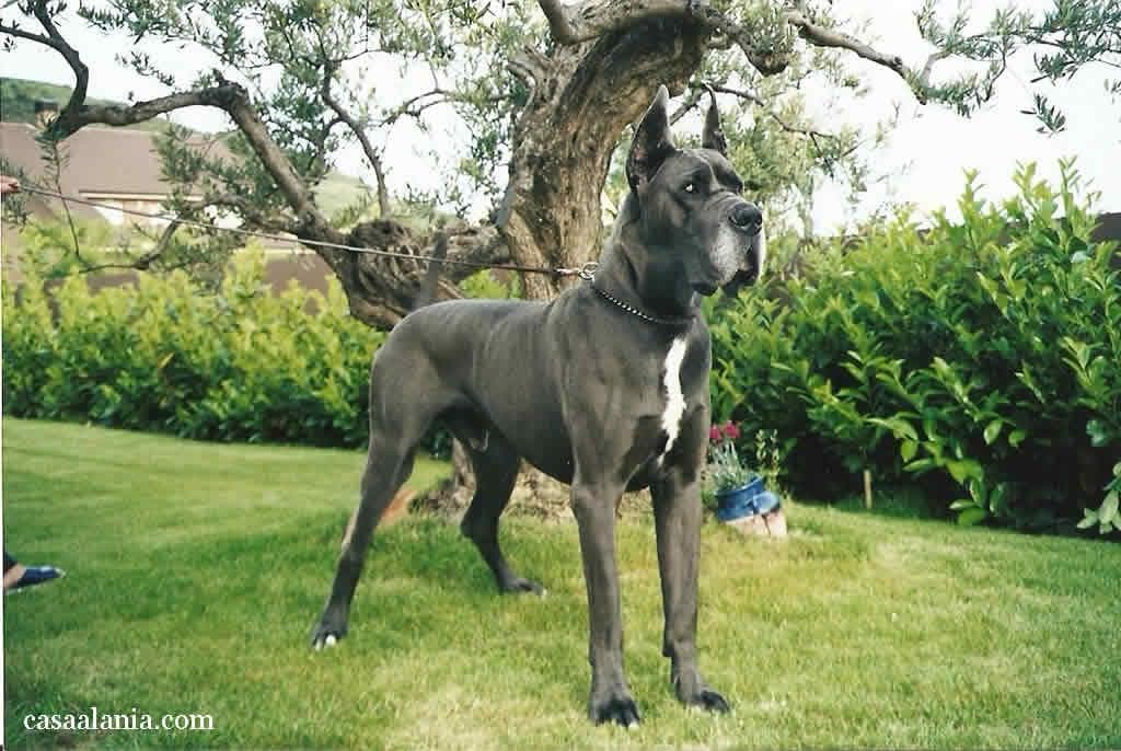 Great Dane