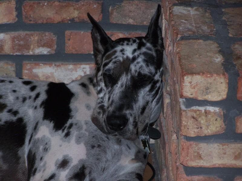 Great Dane personality and temperament