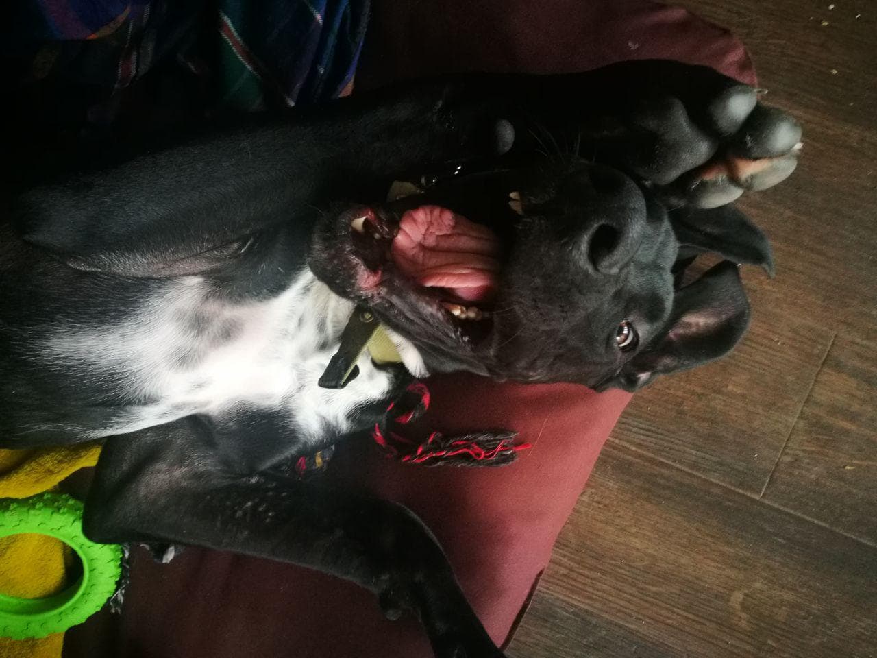 Well-trained Great Dane