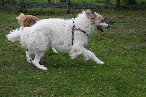 Great Pyrenees