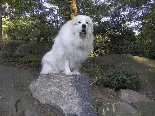 Great Pyrenees personality and temperament