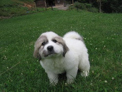 Well-trained Great Pyrenees