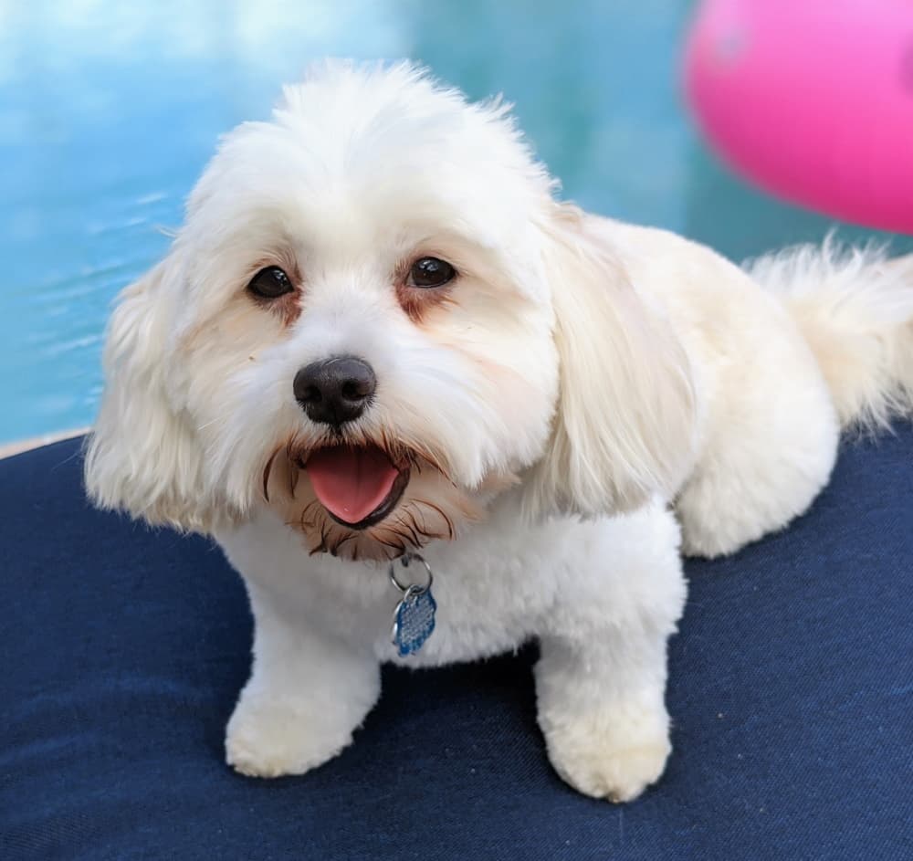 Havanese personality and temperament