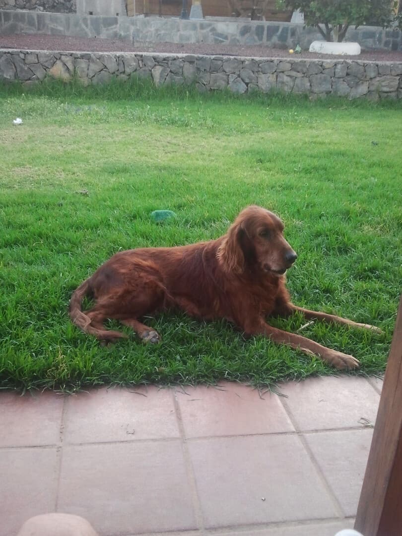 Irish Setter