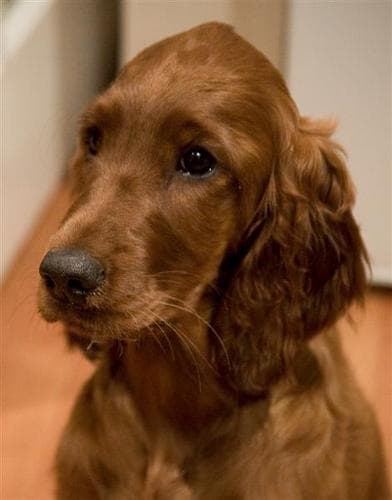 Irish Setter personality and temperament