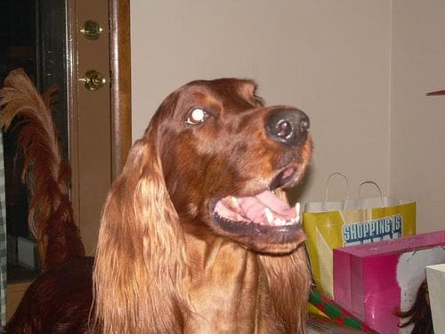 Well-trained Irish Setter