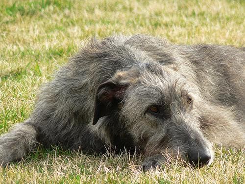 Irish Wolfhound personality and temperament