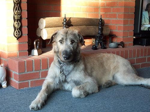 Well-trained Irish Wolfhound