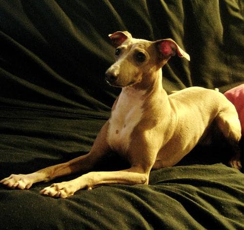 Italian Greyhound