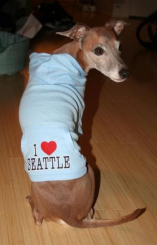 Italian Greyhound personality and temperament