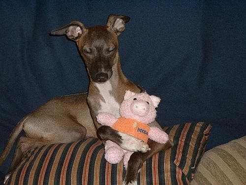 Well-trained Italian Greyhound