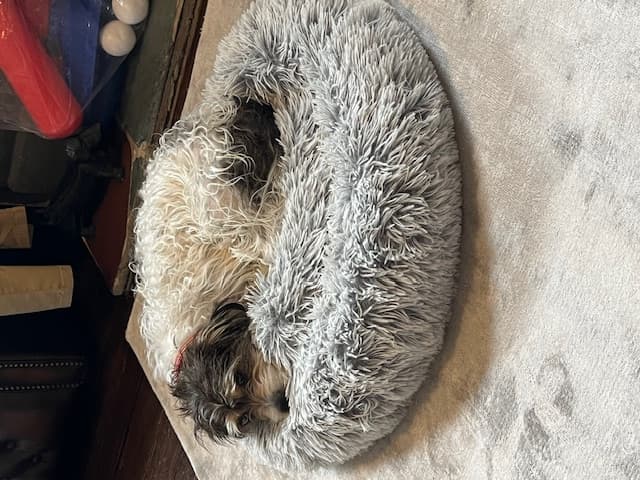 Jack Russell Terrier