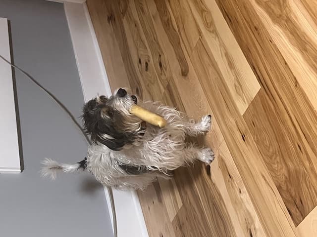 Jack Russell Terrier personality and temperament