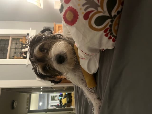 Well-trained Jack Russell Terrier