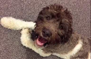 Labradoodle personality and temperament