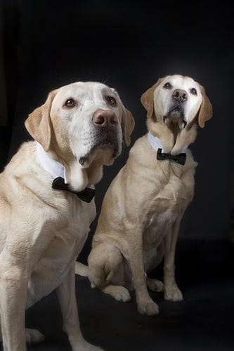 Labrador Retriever personality and temperament