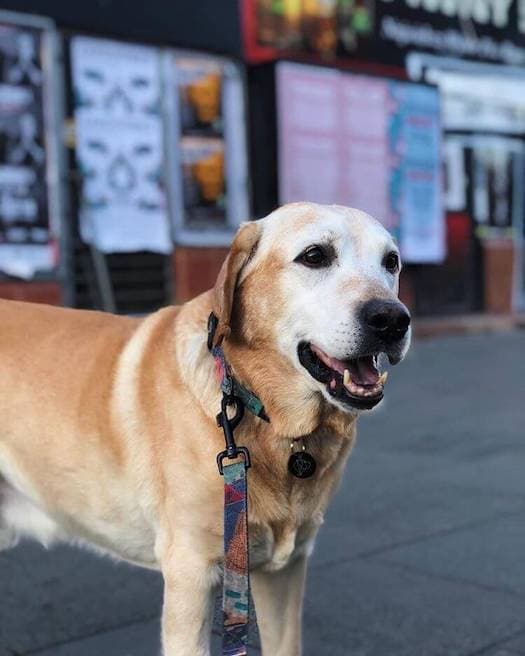 Well-trained Labrador Retriever