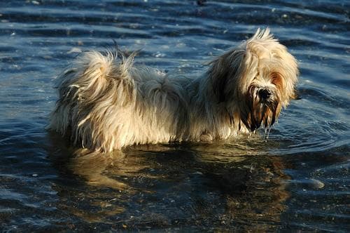 Lhasa Apso