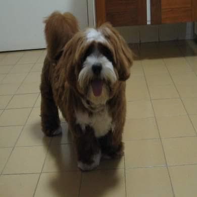 Lhasa Apso personality and temperament