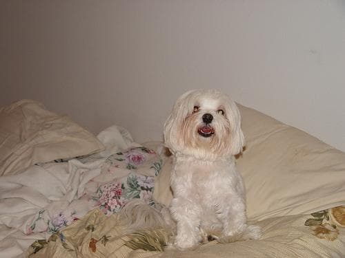 Well-trained Maltipoo