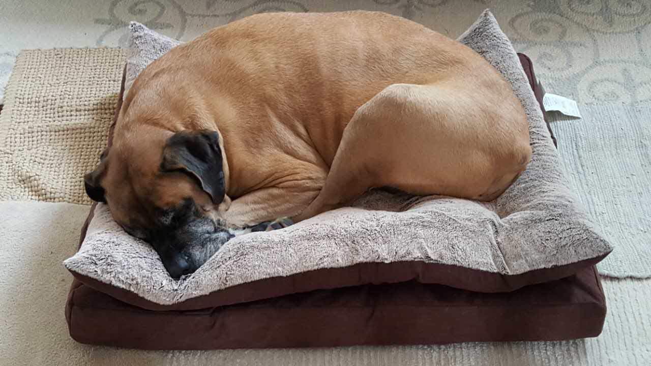 Mastiff personality and temperament