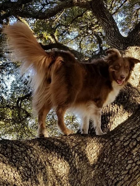 Miniature Australian Shepherd