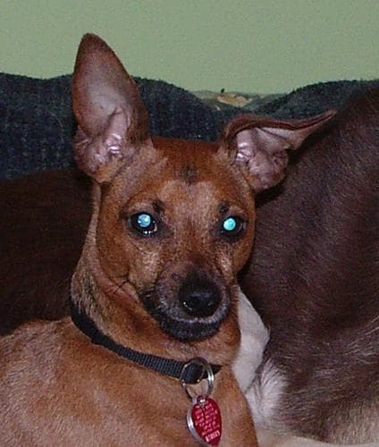 Miniature Pinscher personality and temperament