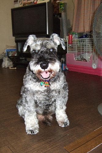 Miniature Schnauzer personality and temperament