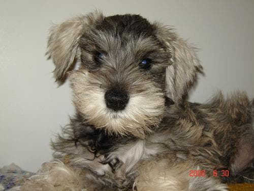 Well-trained Miniature Schnauzer
