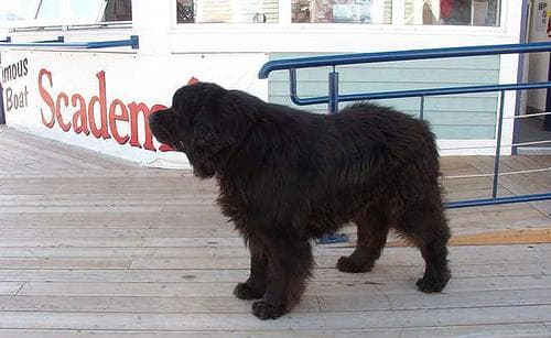 Newfoundland