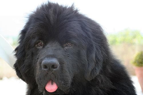 Well-trained Newfoundland