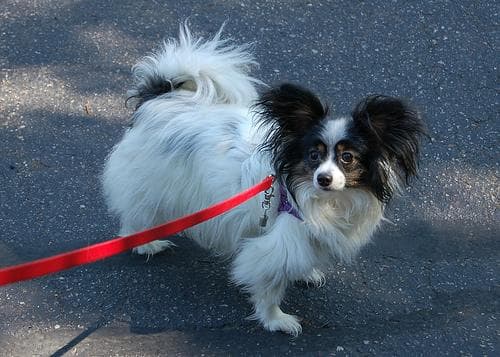 Well-trained Papillon