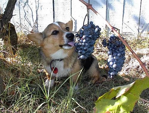 Pembroke Welsh Corgi