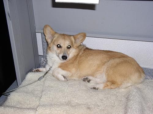 Pembroke Welsh Corgi personality and temperament